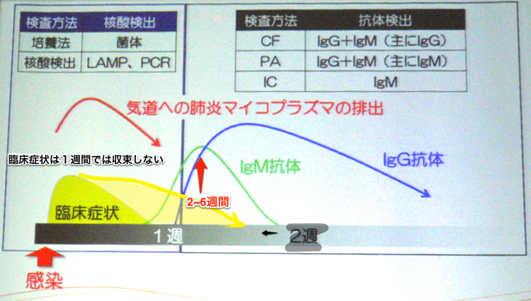 マイコプラズマに特異的な検査-3.png マイコプラズマに特異的な検査 3