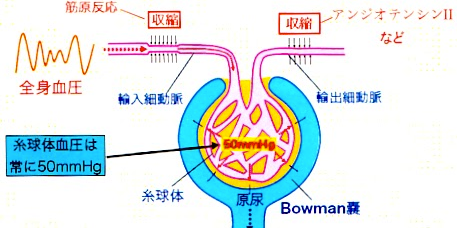 糸球体とACEの関係.png 糸球体とACEの関係