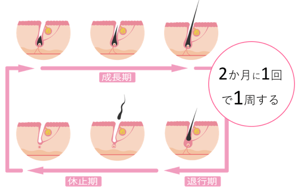 毛周期と永久脱毛について