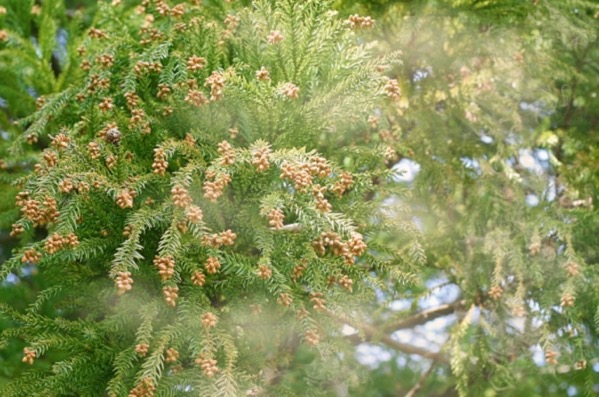 花粉症