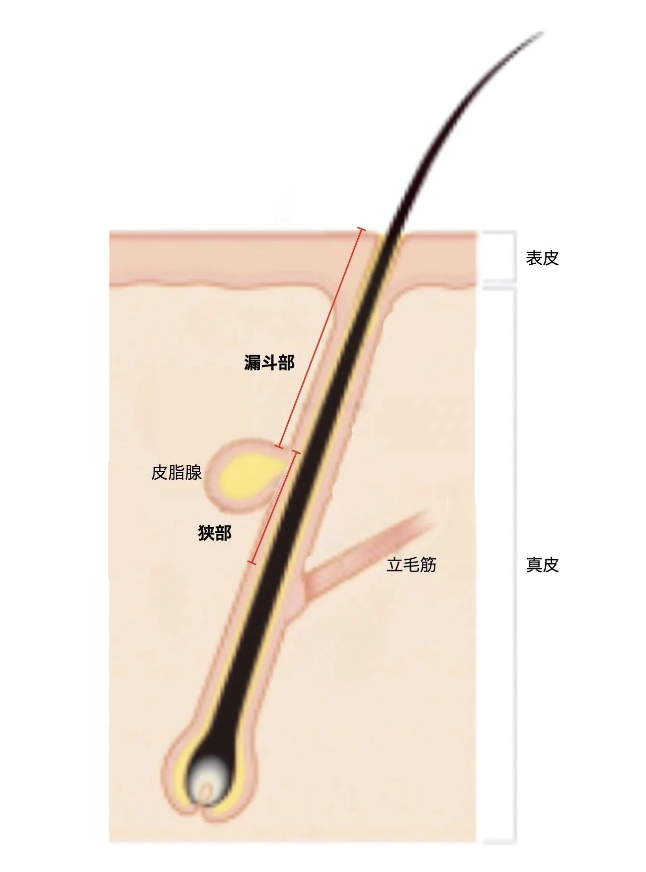 粉瘤の穴と毛包の構造