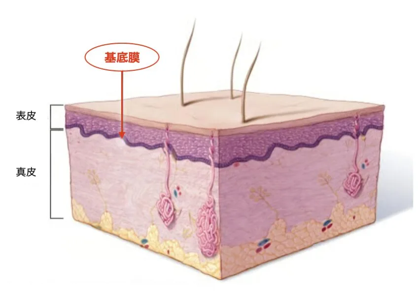 基底膜.png 基底膜、肝斑